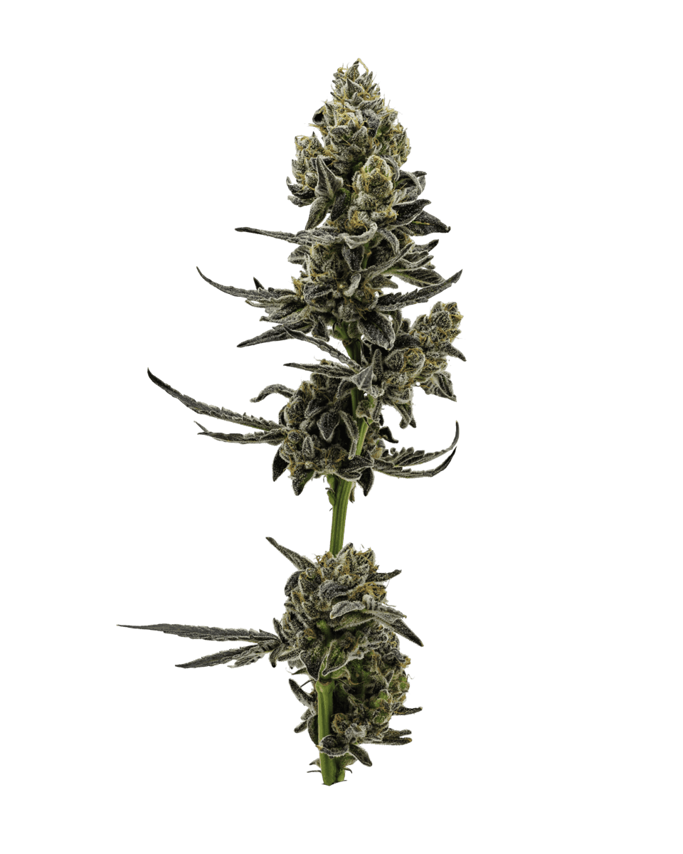 Peanut Butter Breath Flower