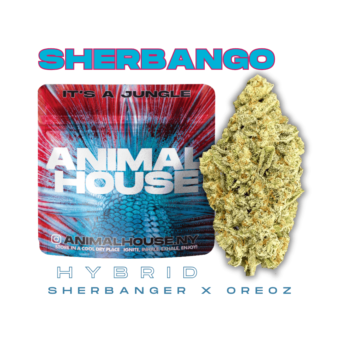 Sherbango Big Buds