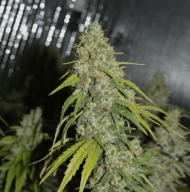 Ak47 Sativa Popcorn