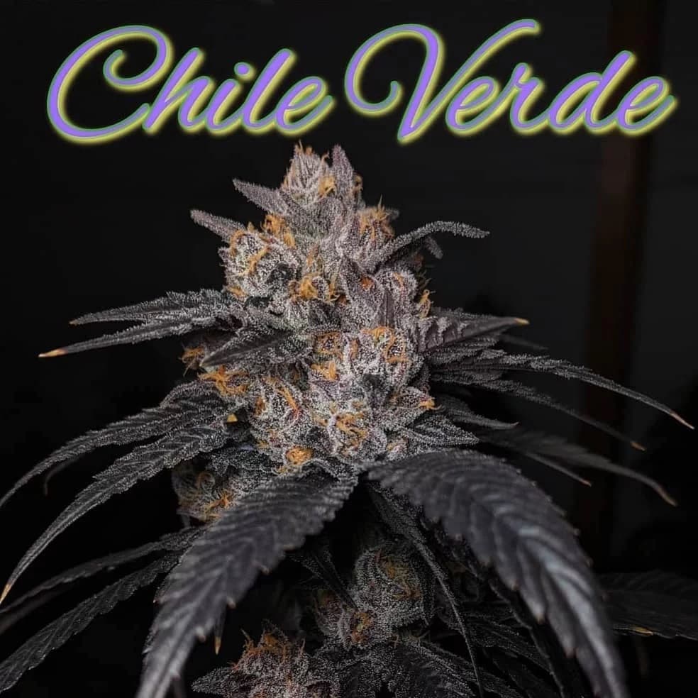Chili Verde Preground