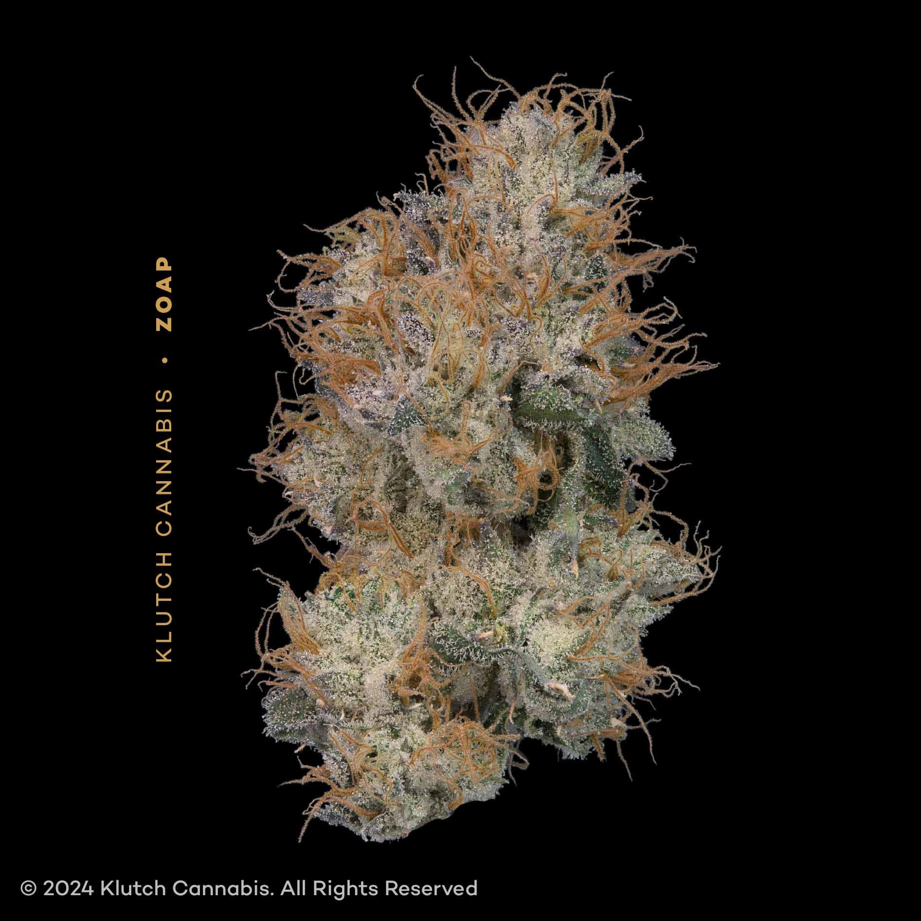Lemon Cherry Gelato Flower - 1328405