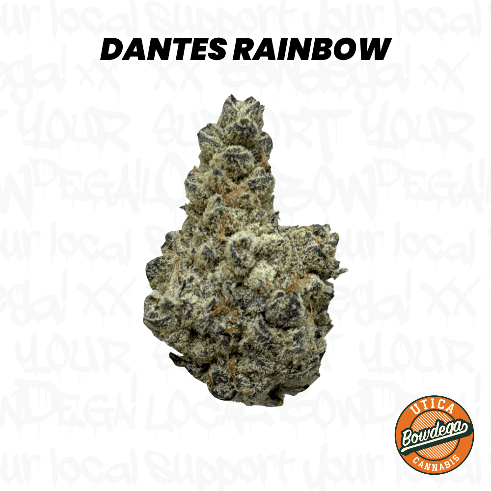 Bowdega Dantes Rainbow