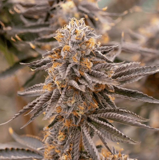 Fructose Corn Syrup Indica Popcorn