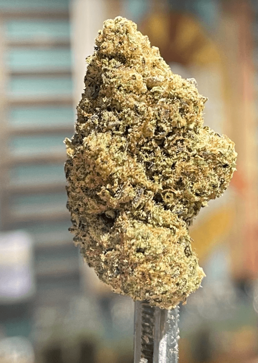 Sour Animal