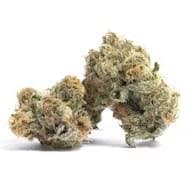 Cultivation Permanent Cream Pie Bulk