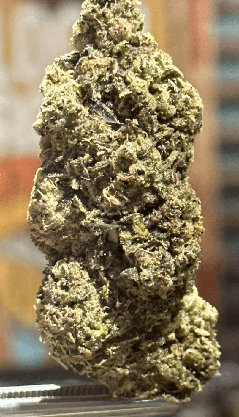 Stink Tsunami