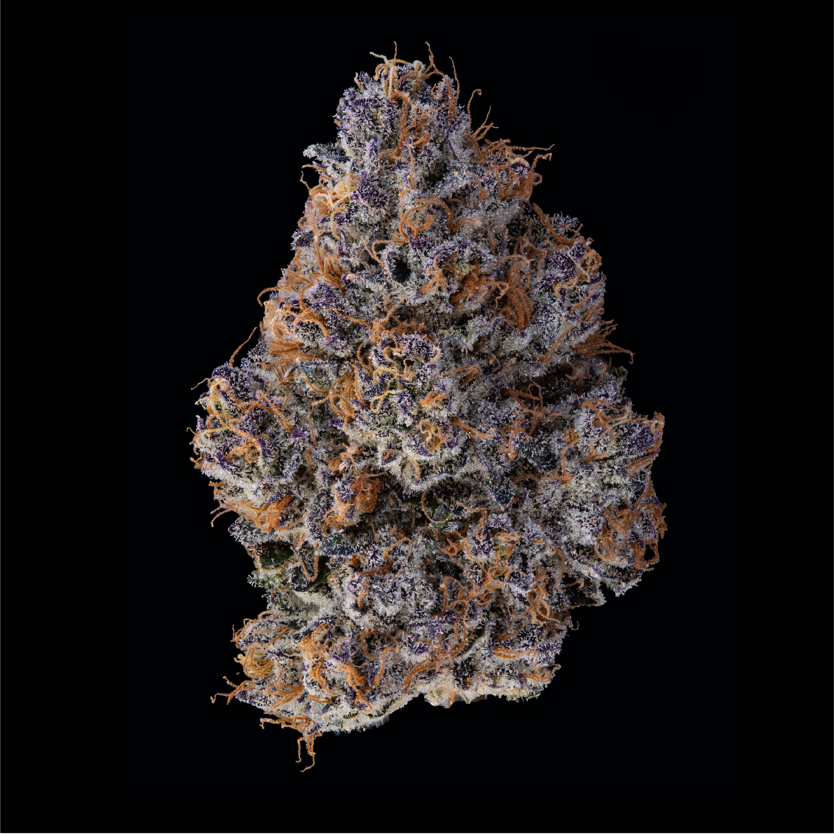 Sherbhead | Flower 14.15g