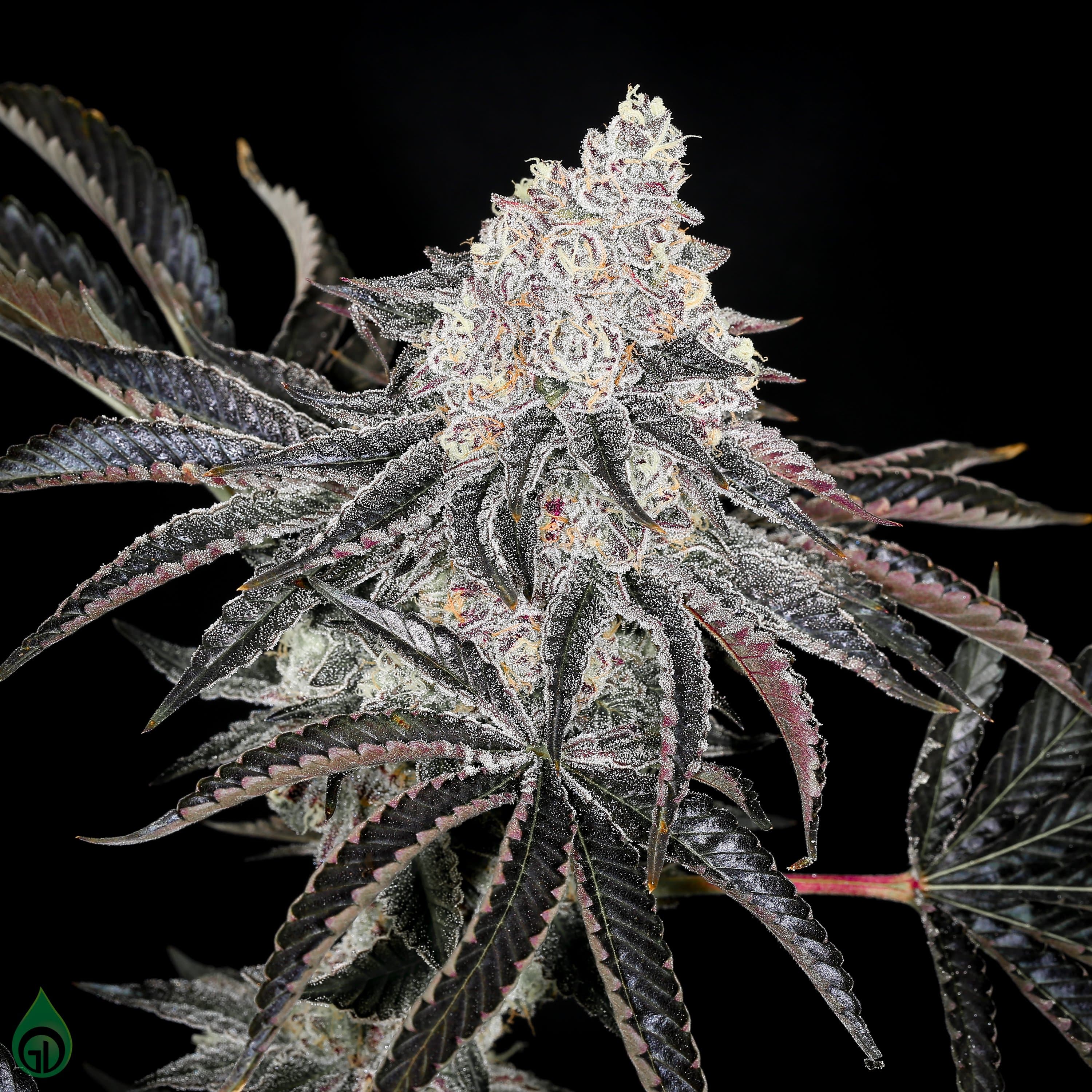 Cultivation First Class Funk Bulk