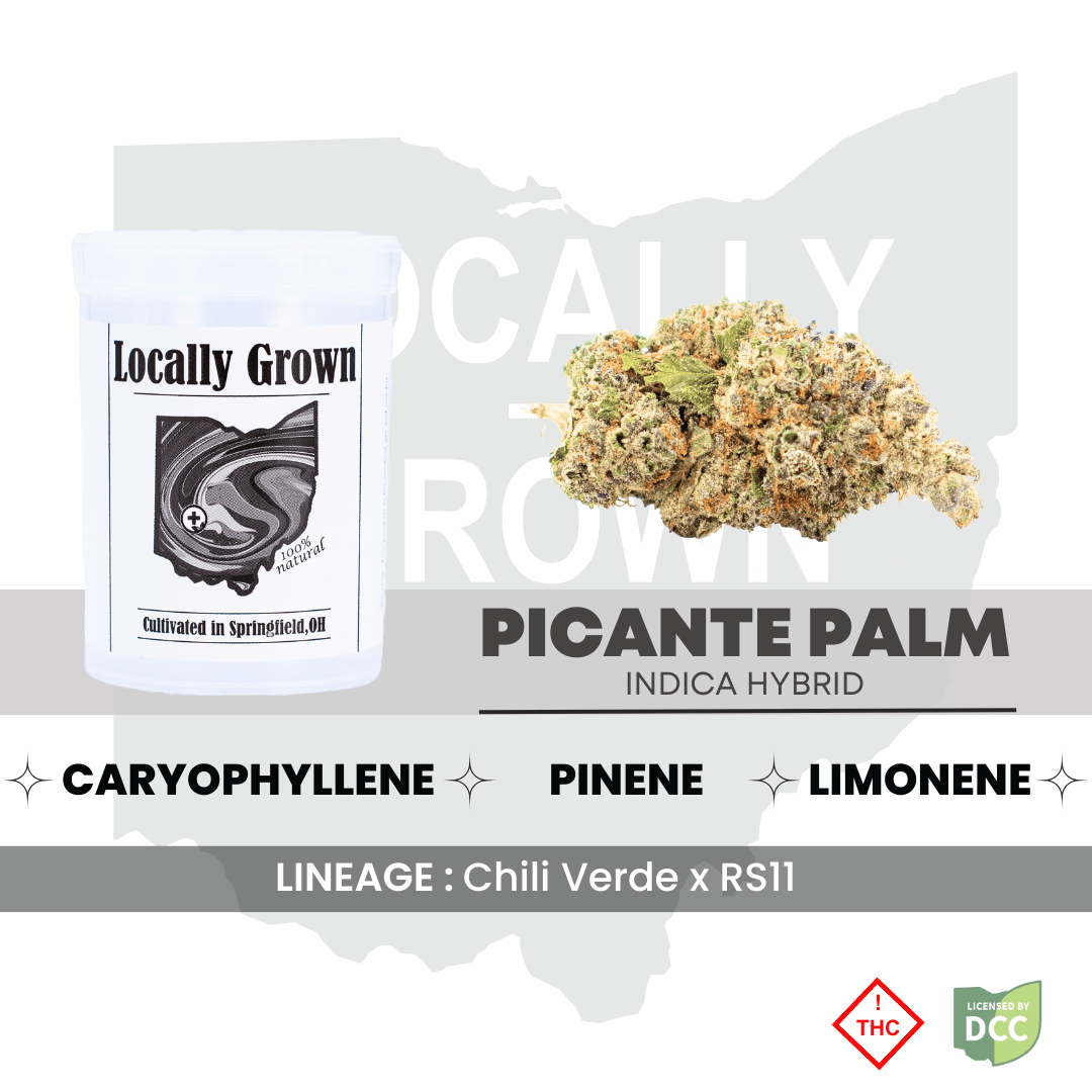Picante Palm Hybrid Lg