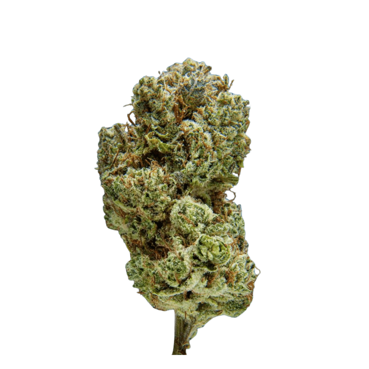 Gg4