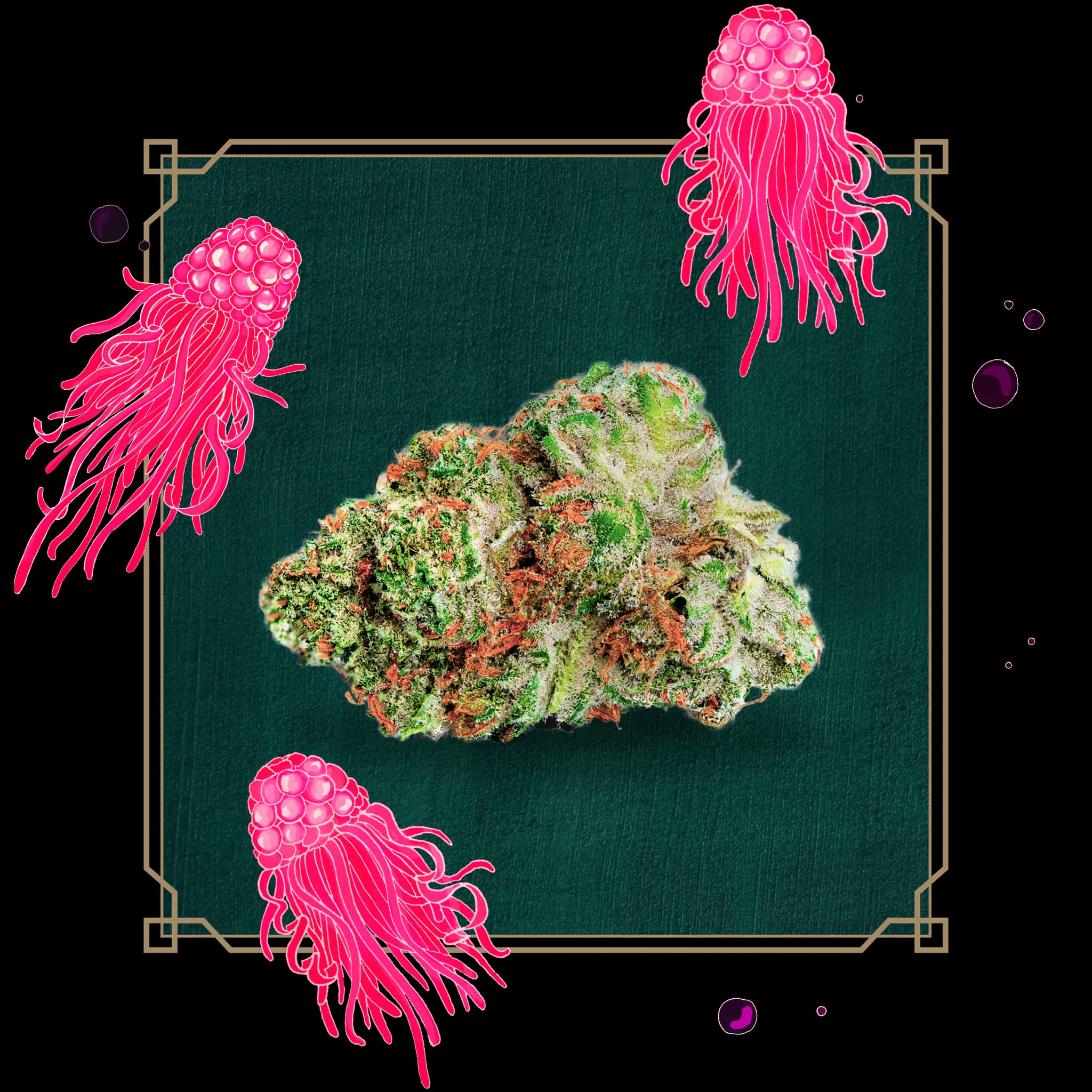 Peak Flower Black Razzberry
