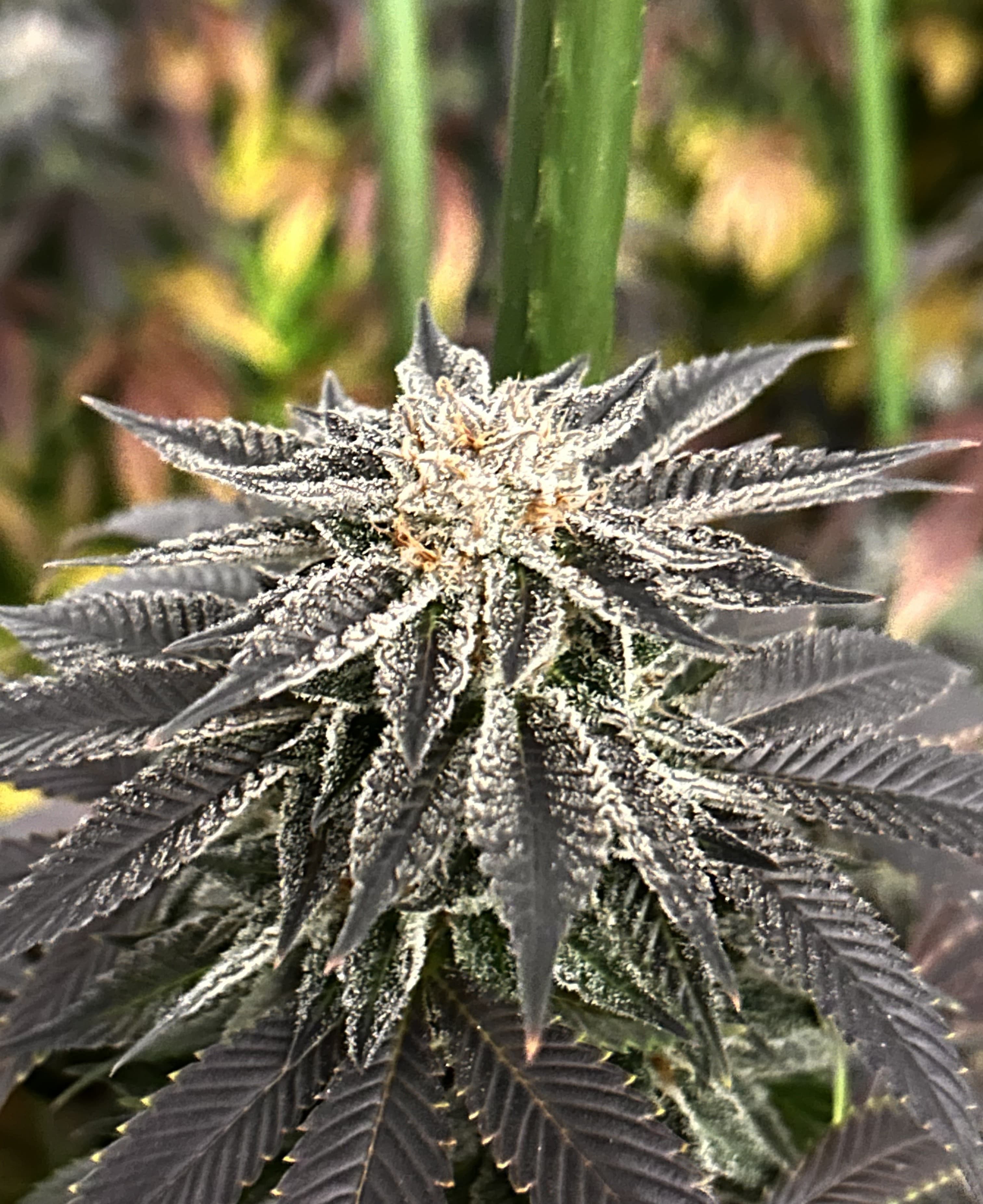 Gardens Ak 25.59%