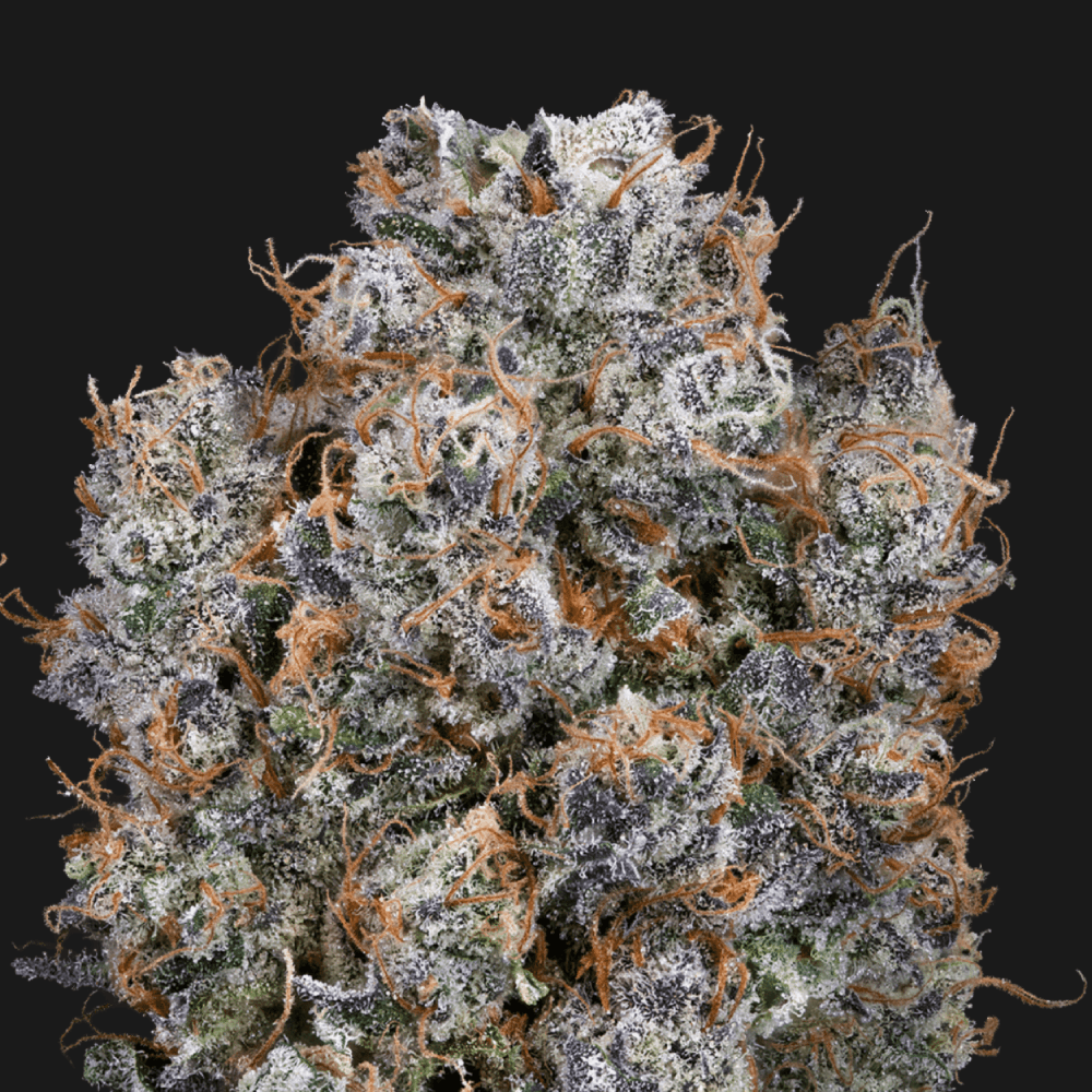 BLUEBERRY CHOCOLOPE - [3.54G] - SATIVA