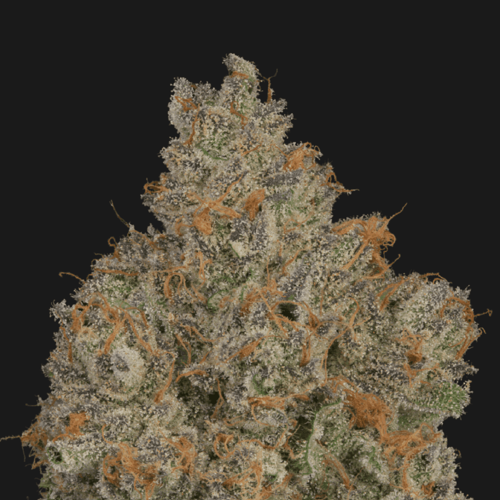 KLUTCH - ZAMOSA - [3.54G] - HYBRID