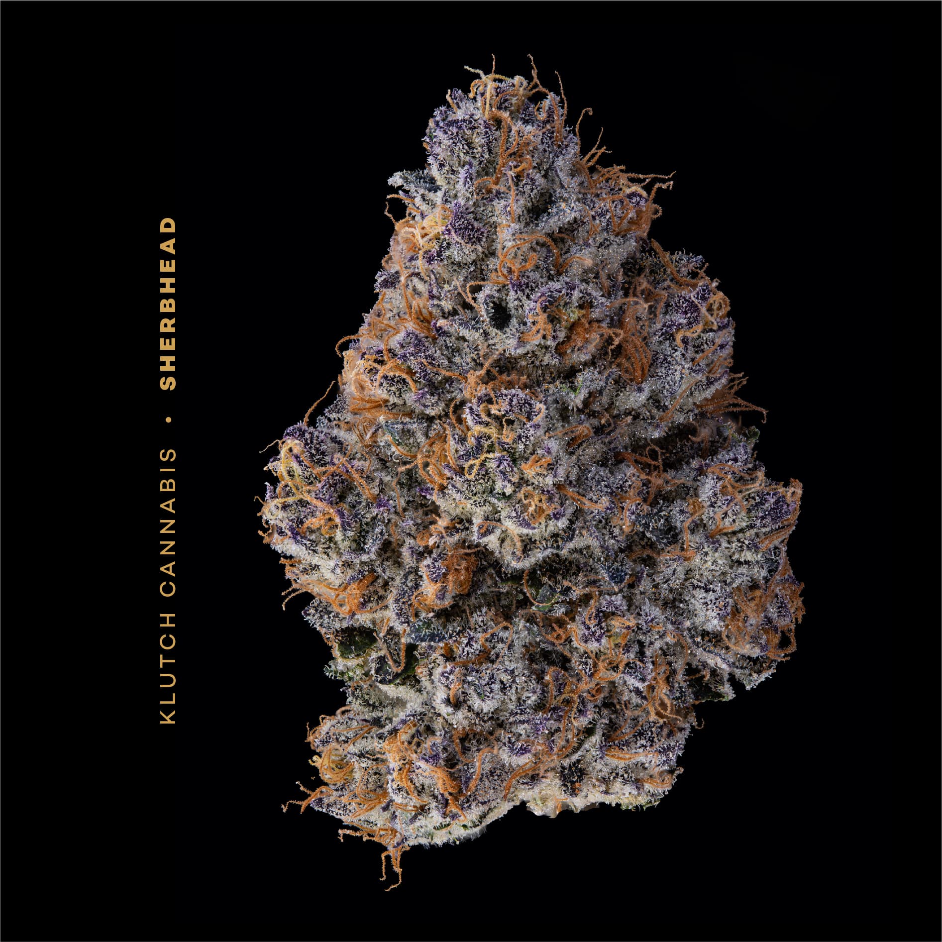 KLUTCH - SHERBHEAD  HYBRID