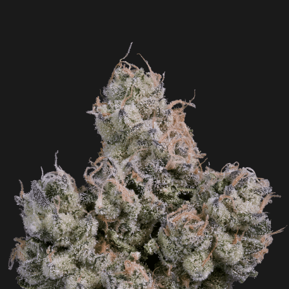 KLUTCH - PAPA BURGER - [3.54G] - HYBRID