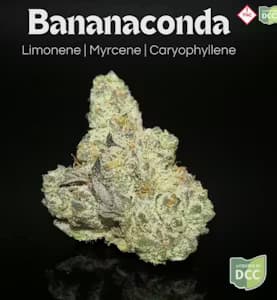 Bananaconda