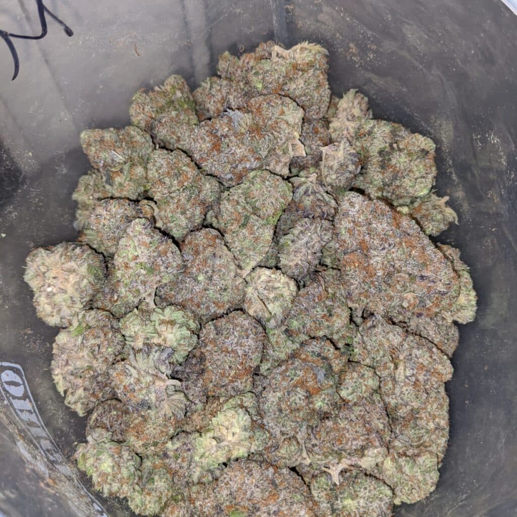 Au Blume Garys Marker