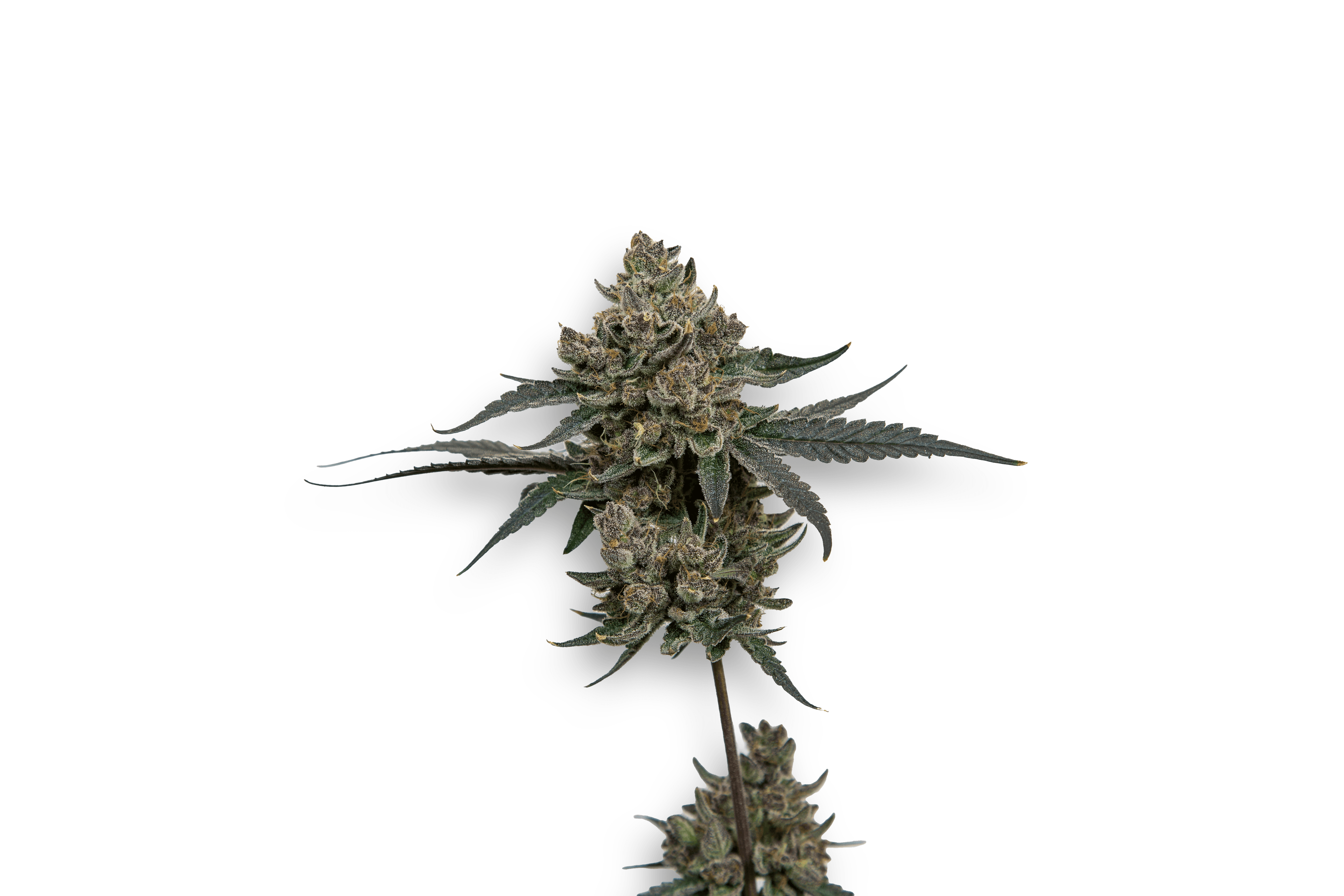 Space Fuel Signature Flower