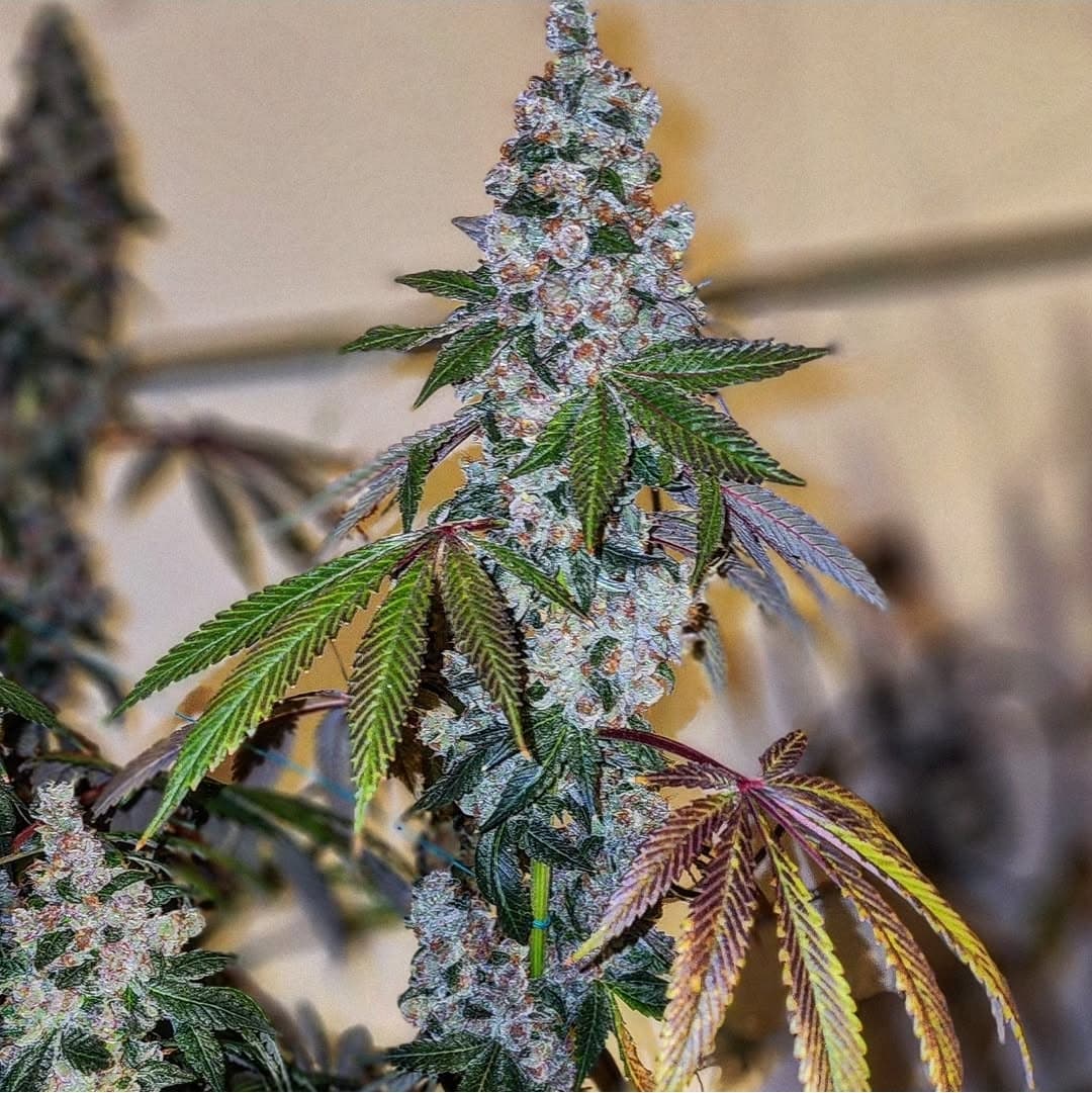 Cherry Gary 3.5grm Bulk Indica