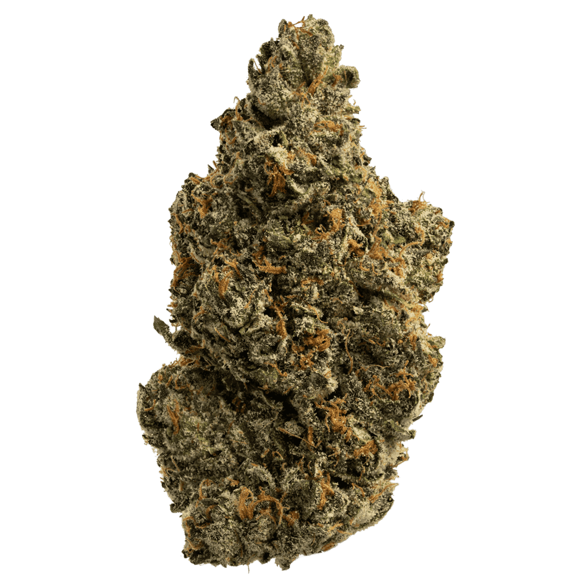 Biscotti Sherb Gold Tier